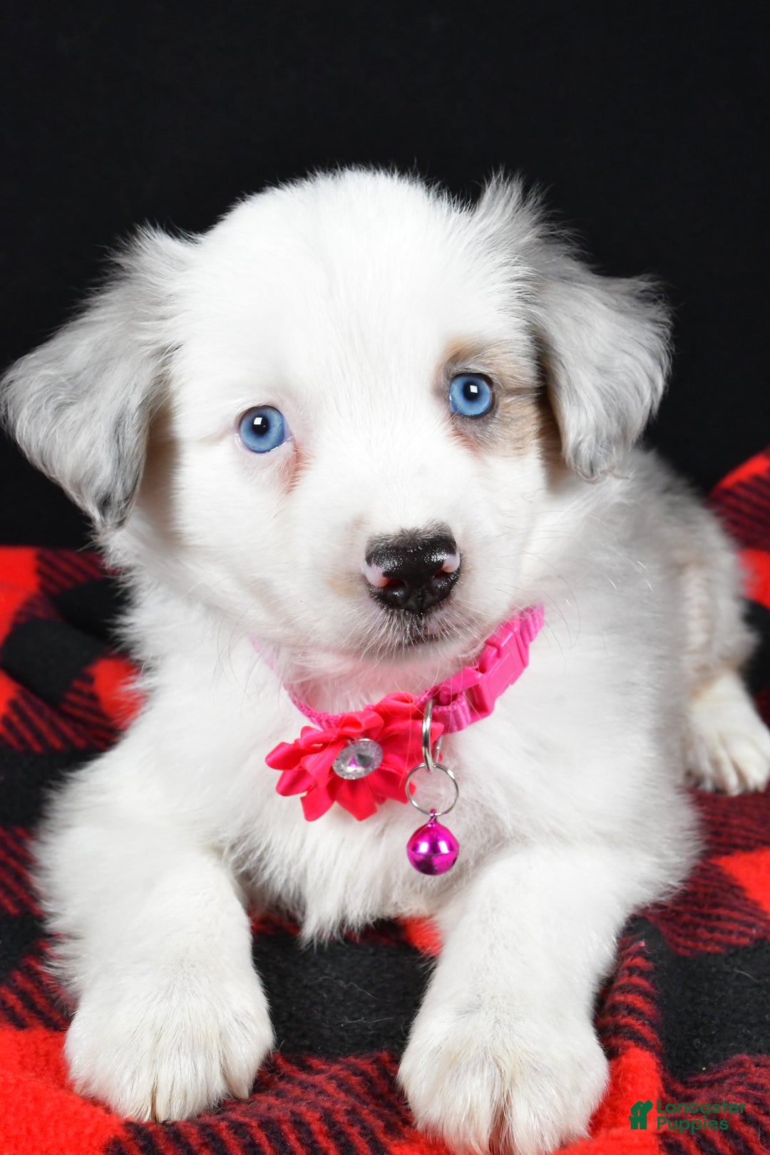 Miniature Australian Shepherd dogs for sale: Jewel - Ad 6