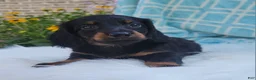 Miniature Dachshund dogs for sale: Vander - Ad 31