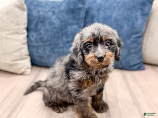Mini Bernedoodle dogs for sale: Beau - Ad 2
