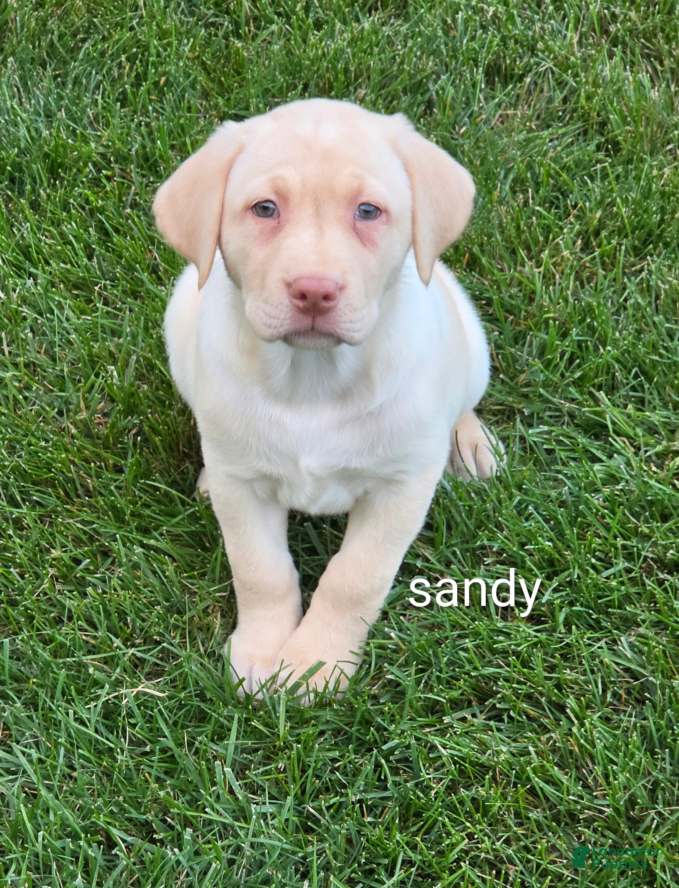 Labrador Retriever dogs Labrador Retriever SANDY  - Ad 2