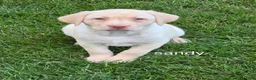 Labrador Retriever dogs for sale: Labrador Retriever SANDY  - Ad 2
