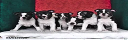 Boston Terrier dogs for sale: Polly - Ad 3