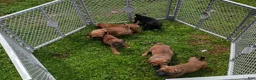 Mixed Breed dogs for sale: Mixed Breed 1 - Ad 7