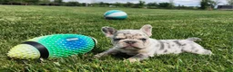 French Bulldog dogs for sale: Jamie  - Ad 4