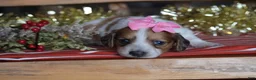 Dachshund dogs for sale: Holly - Ad 3