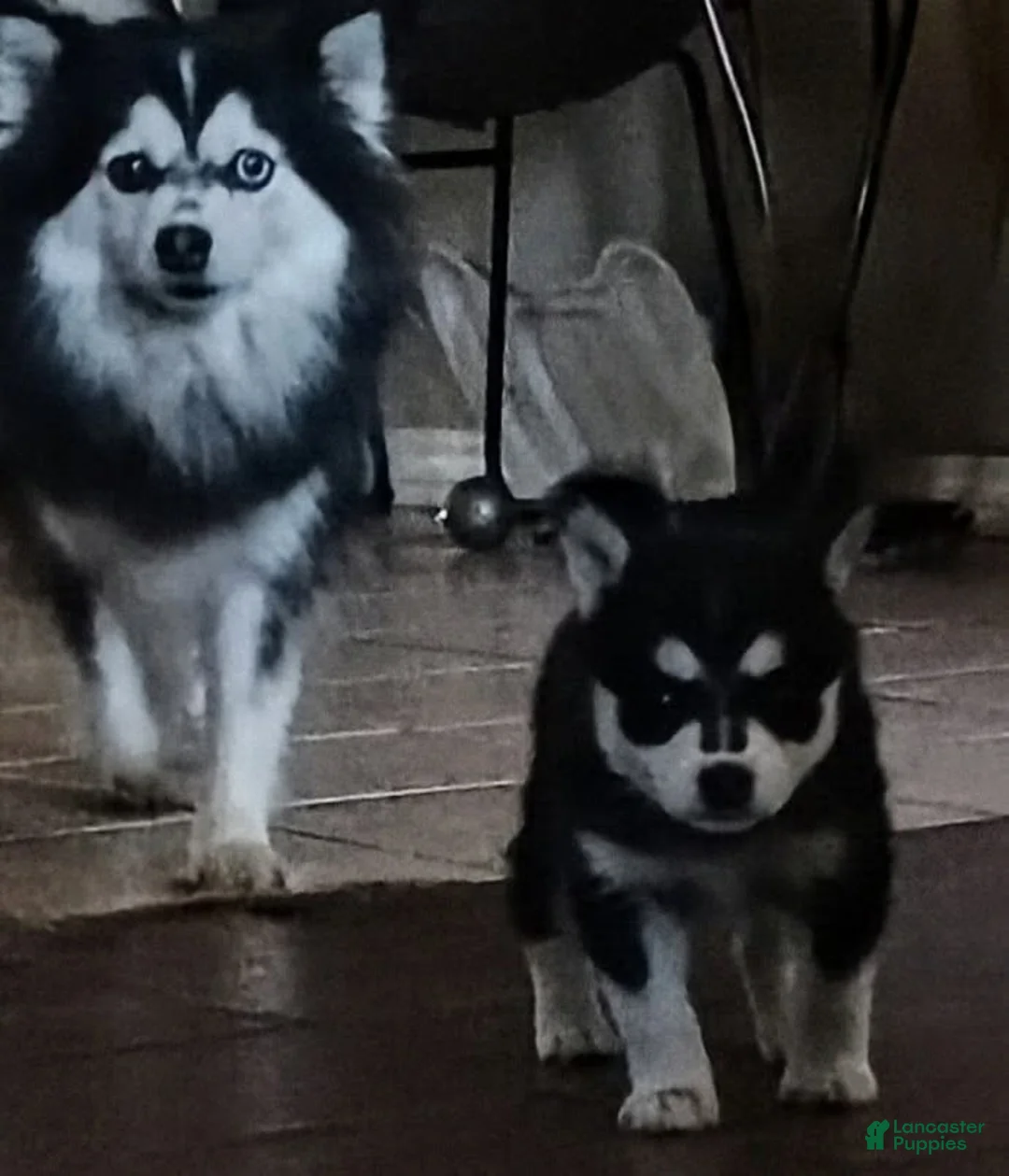 Pomsky dogs for sale: Pomsky Puppy 1 - Ad 3