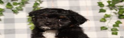 Mini Aussiedoodle dogs for sale: Damien - Ad 1