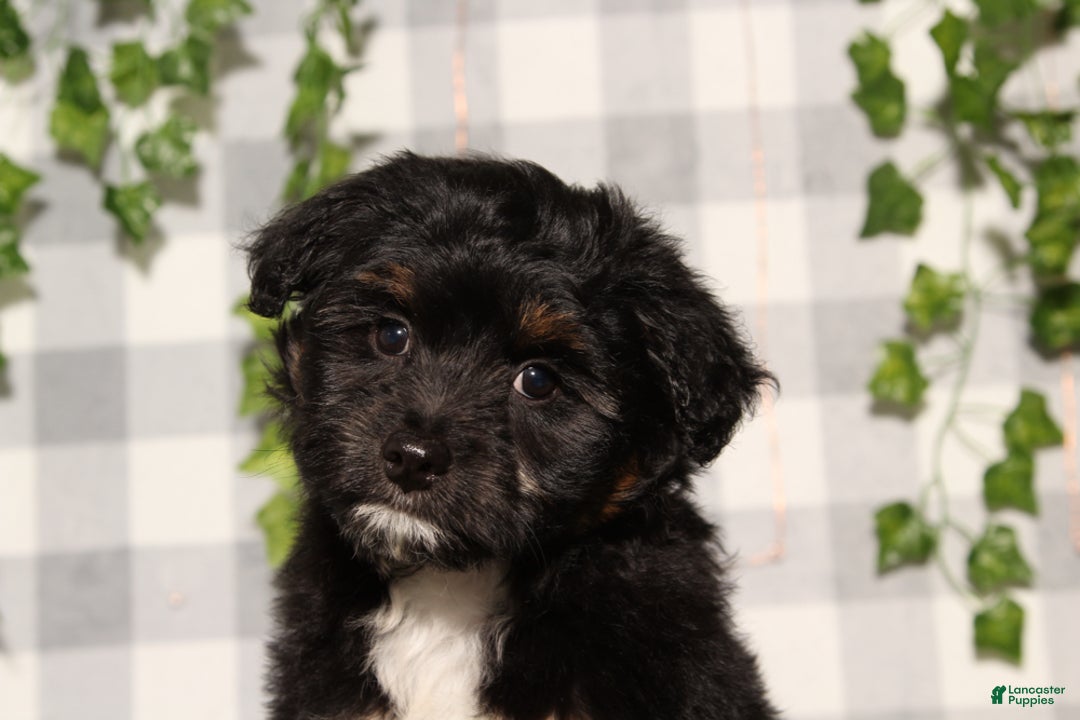 Mini Aussiedoodle dogs for sale: Damien - Ad 1