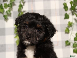 Mini Aussiedoodle dogs Damien - Ad 1