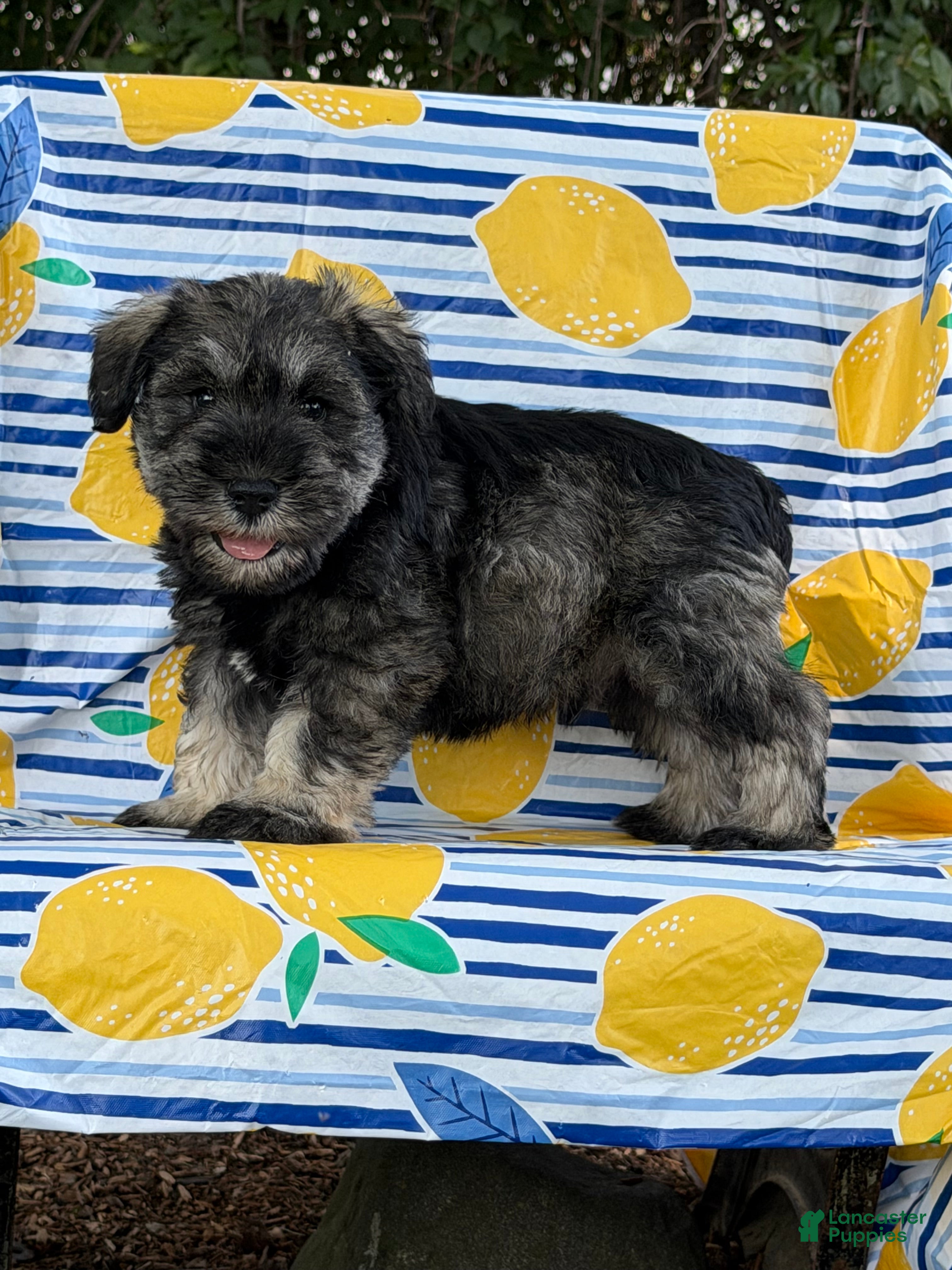 Miniature Schnauzer dogs Kenneth Miniature Schnauzer  - Ad 2