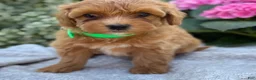 Toy Poodle dogs for sale: Pixie - Ad 16