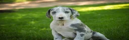 Great Dane dogs for sale: Skye - Ad 3
