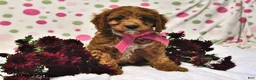 Cavapoo dogs for sale: Peaches - Ad 5