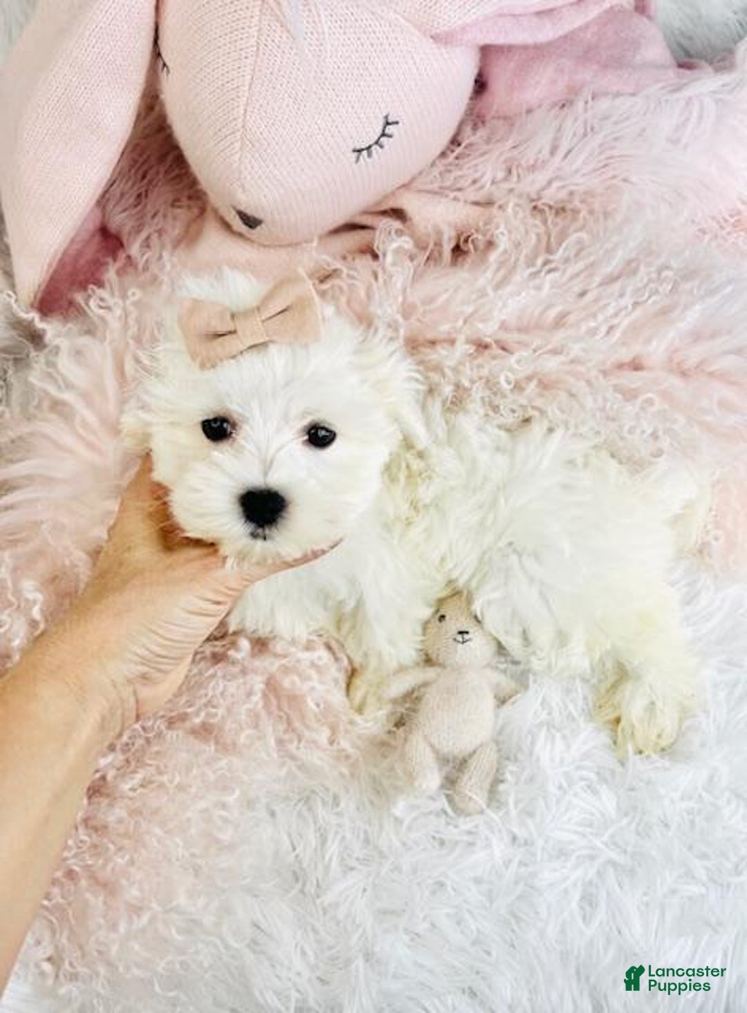 Maltese dogs for sale: Maltese Puppy 3 - Ad 2