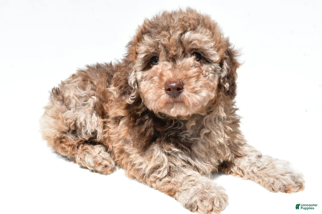 Miniature Poodle dogs for sale: Flower - Ad 1