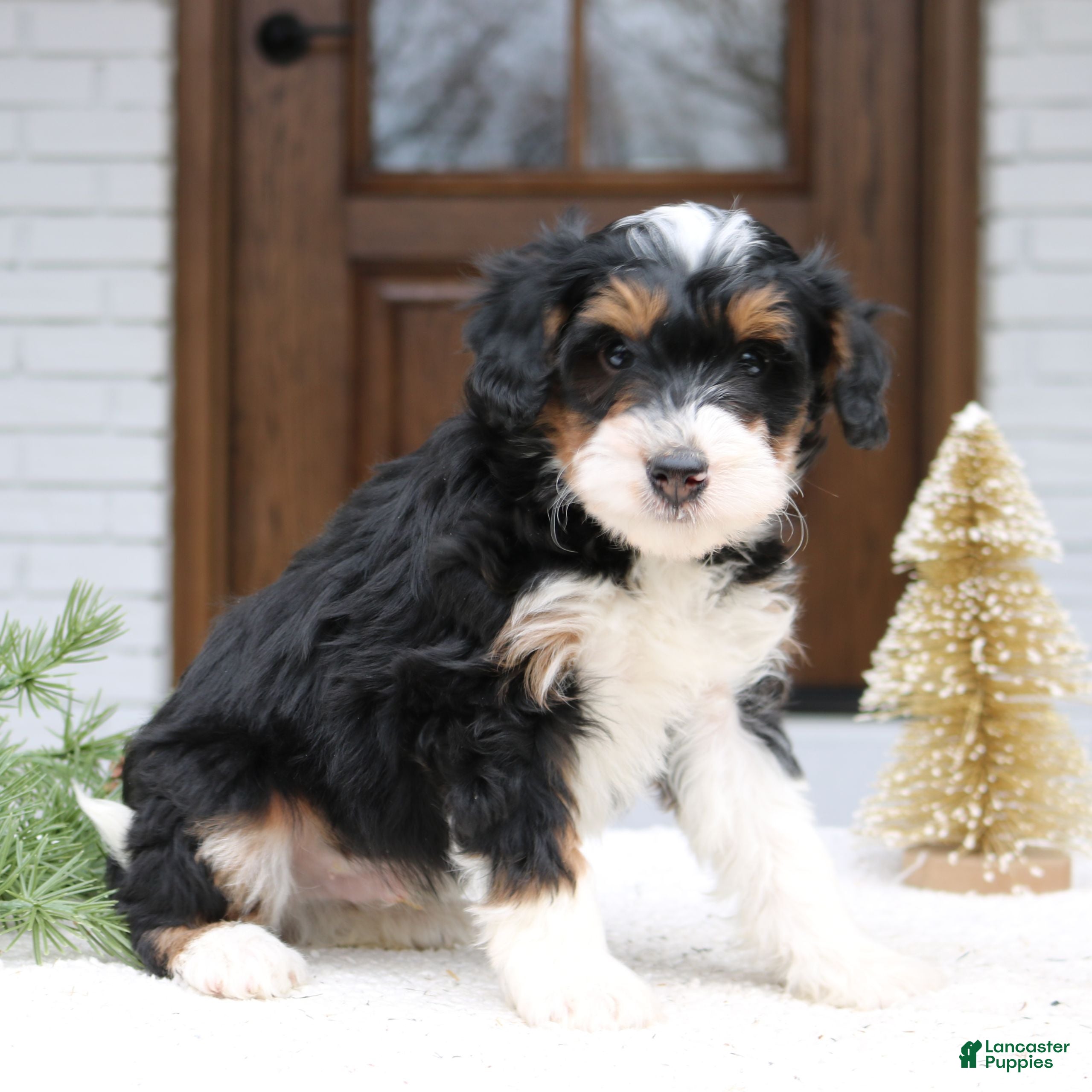 Mini Bernedoodle dogs Reese  - Ad 1