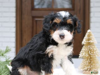 Mini Bernedoodle dogs Reese - Ad 42