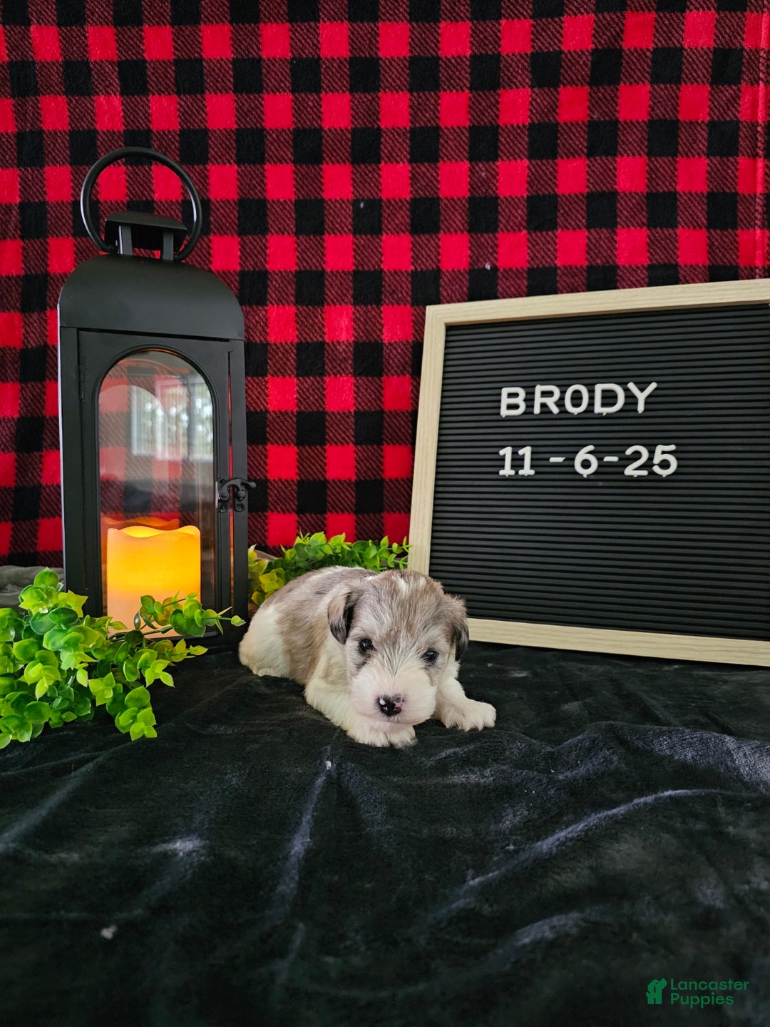 Miniature Schnauzer dogs for sale: Brody  - Ad 2