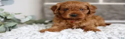 Cavapoo dogs for sale: Solly  - Ad 4