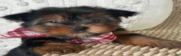 Yorkshire Terrier dogs for sale: Scooby - Ad 8