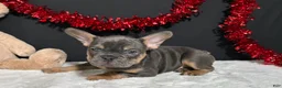 French Bulldog dogs for sale: Duke - Ad 2