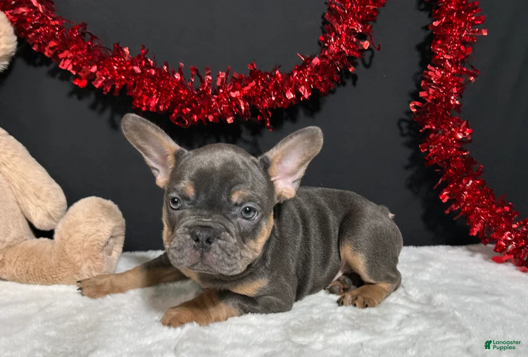 French Bulldog dogs for sale: Duke - Ad 2