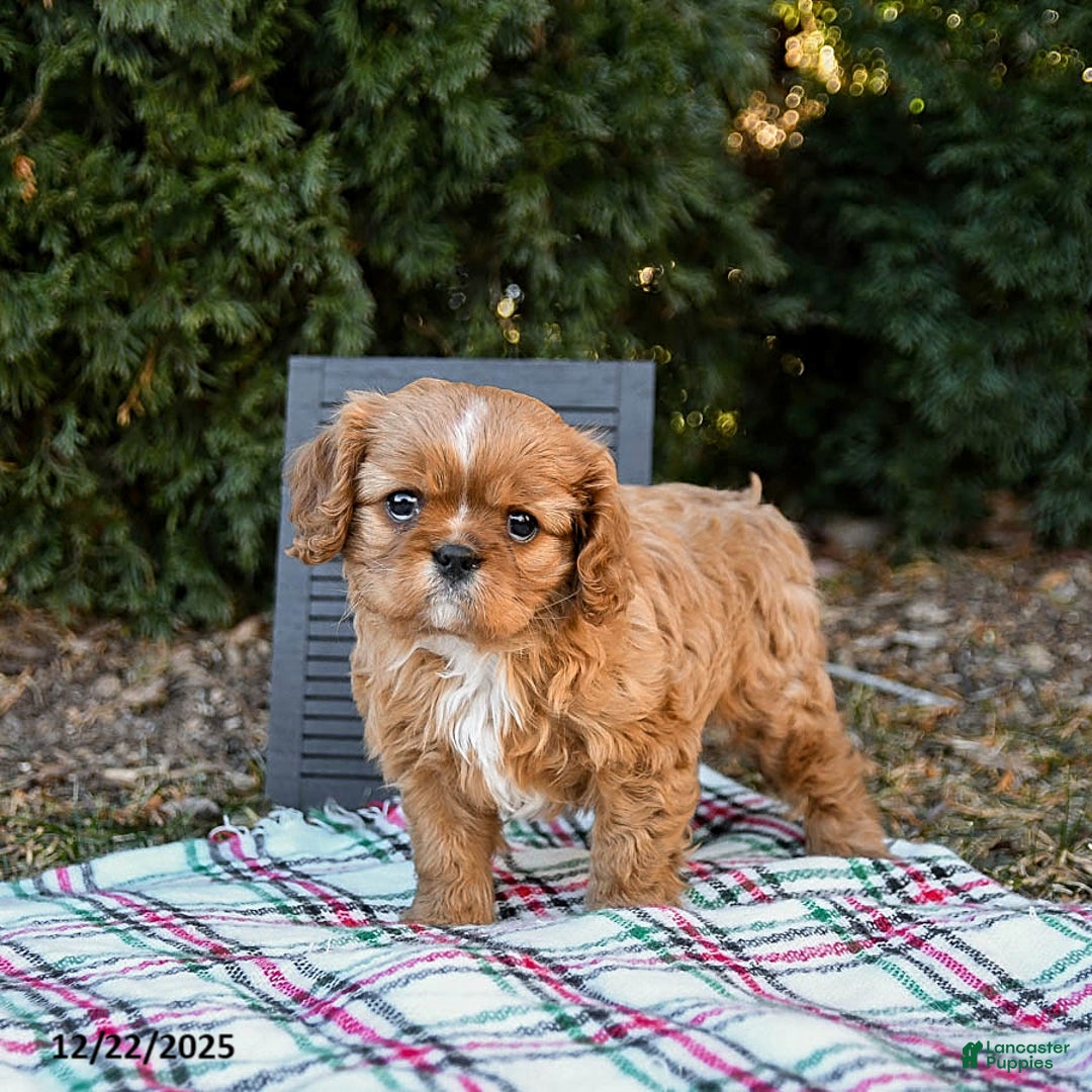 Cavalier King Charles Spaniel dogs for sale: Puggles - Ad 5