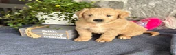 Goldendoodle dogs for sale: Nigel - Ad 8