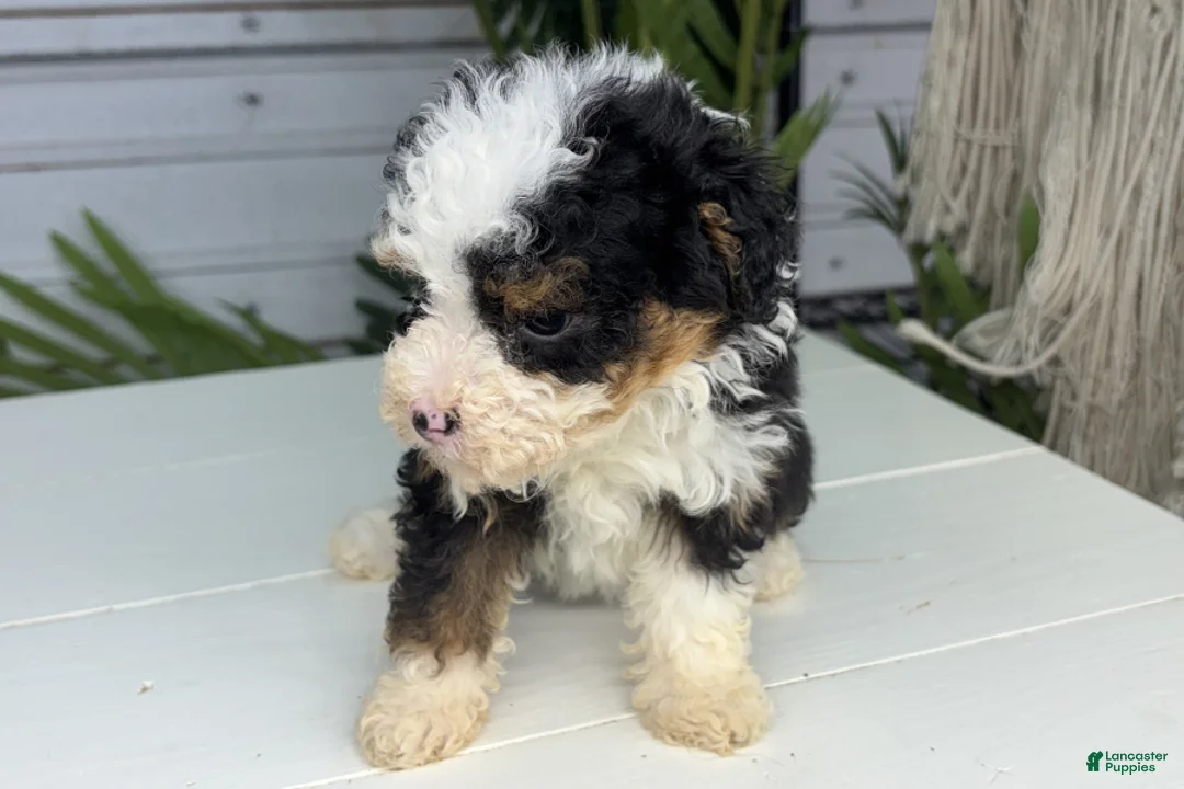 Mini Bernedoodle dogs for sale: Bear - Ad 1