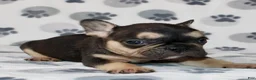 French Bulldog dogs for sale: Ace - Ad 2