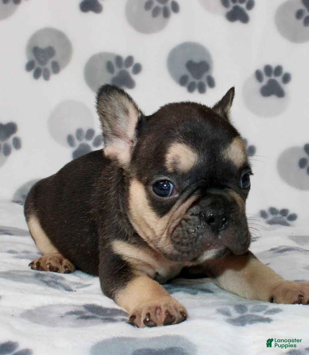 French Bulldog dogs for sale: Ace - Ad 2