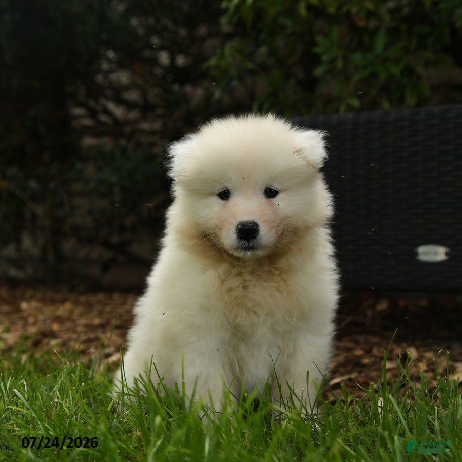 Samoyed dogs Kayla - Ad 2