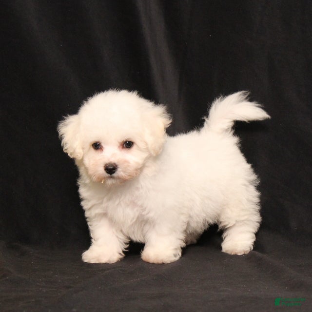 Bichon Frise dogs Missy - Ad 2
