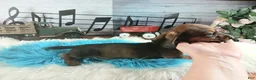 Dachshund dogs for sale: Gloria's darkest wild boar boy. Hand delivery  - Ad 5