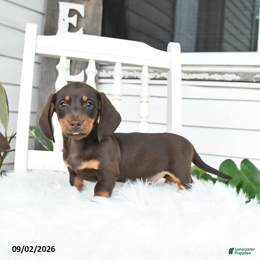 Dachshund dogs Scout - Ad 2