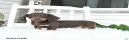 Dachshund dogs for sale: Scout - Ad 2