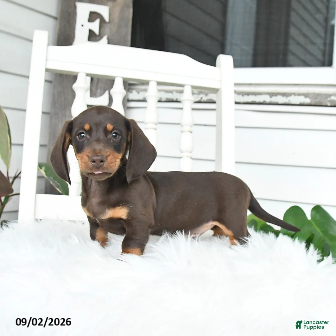 Dachshund dogs for sale: Scout - Ad 2