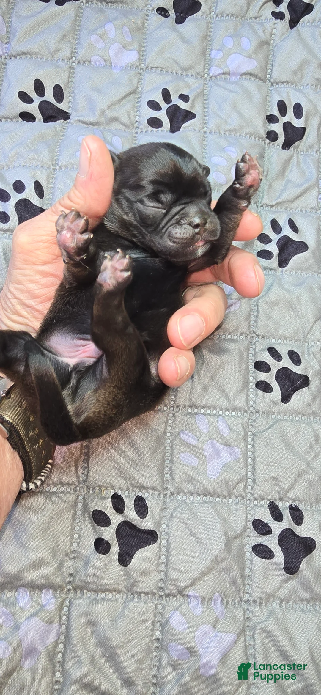 Pug dogs for sale: Byron - Ad 1