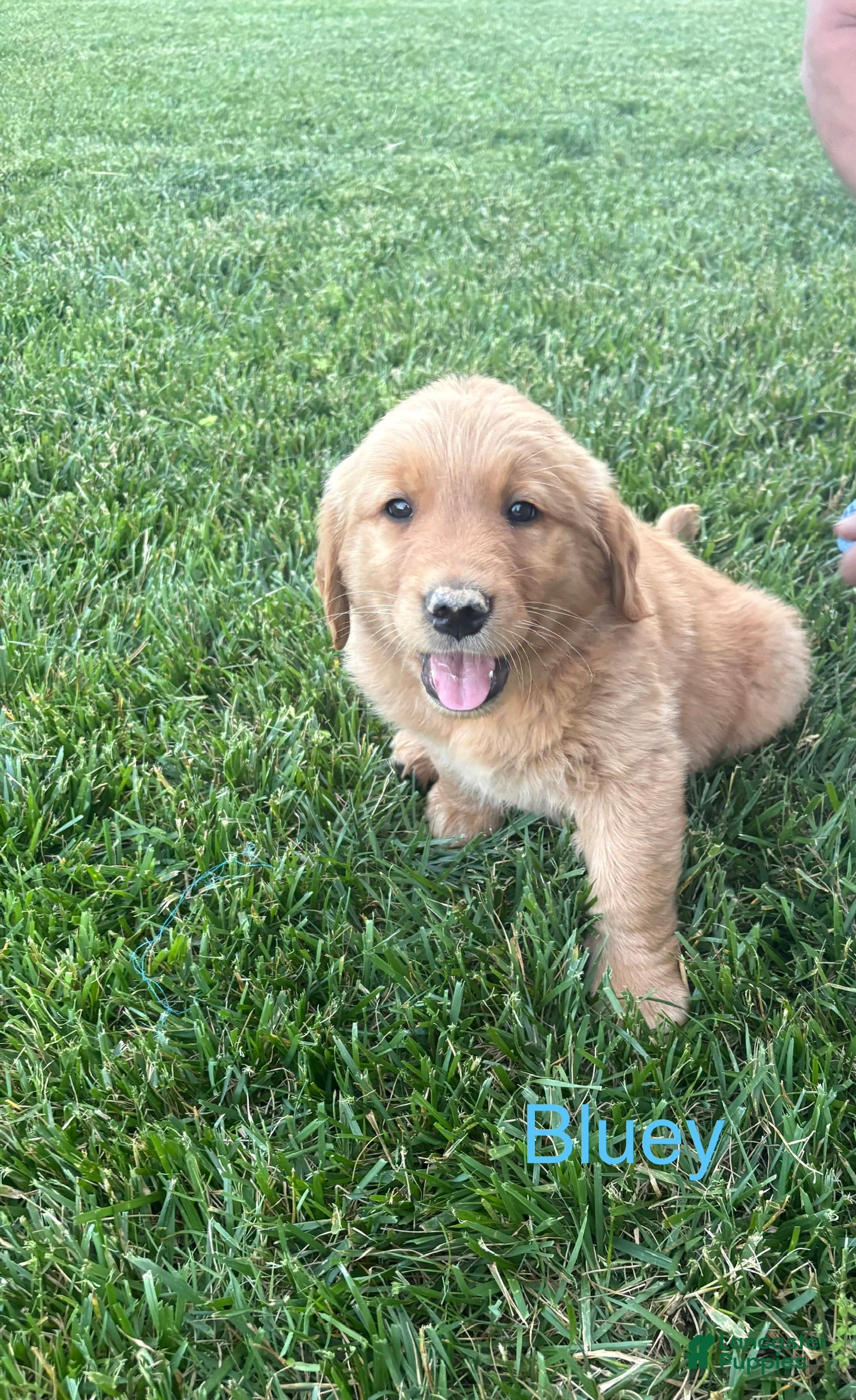 Golden Retriever dogs Bluey - Ad 1