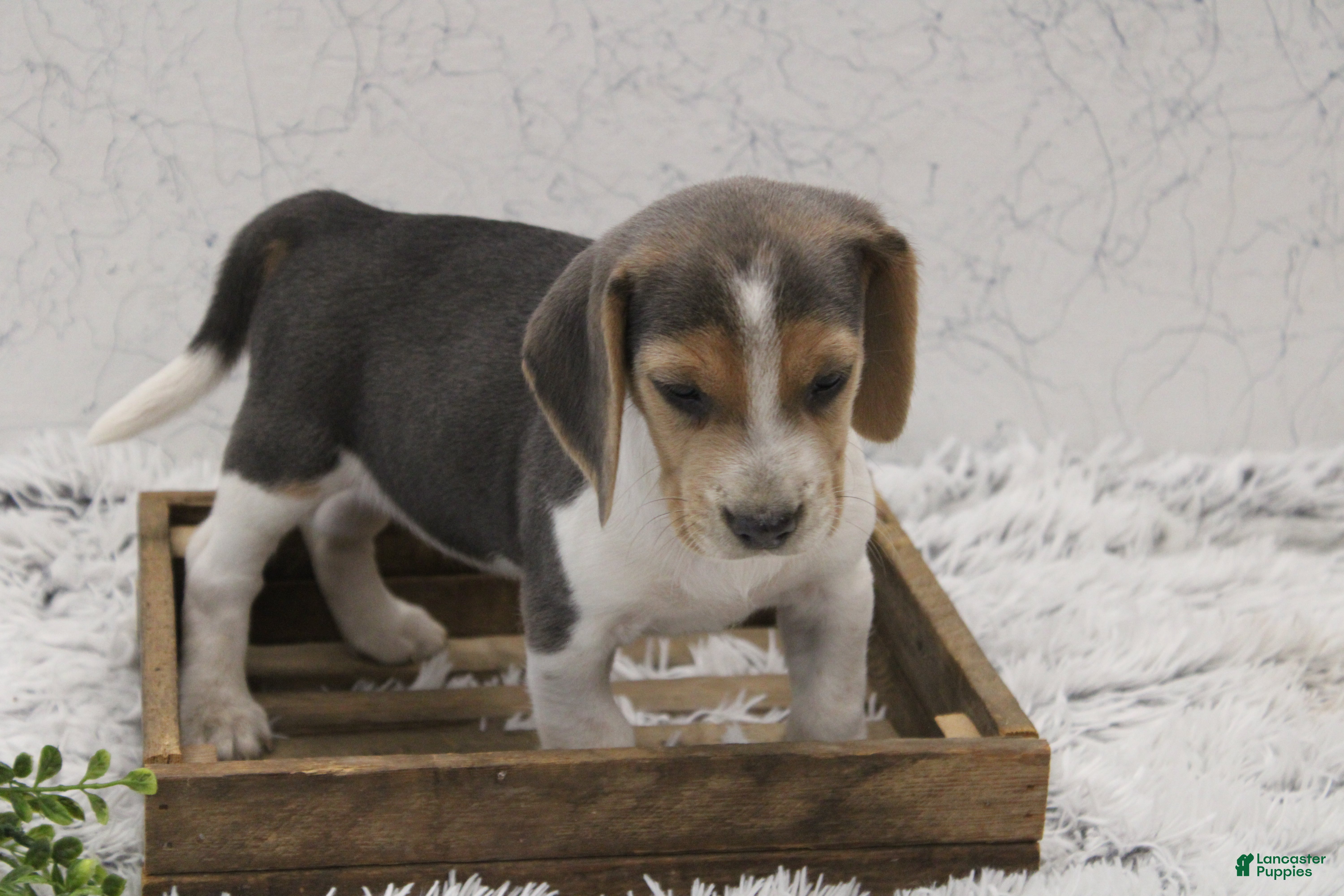 Beagle dogs for sale: Smoky - Ad 4