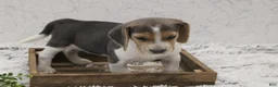 Beagle dogs for sale: Smoky - Ad 1