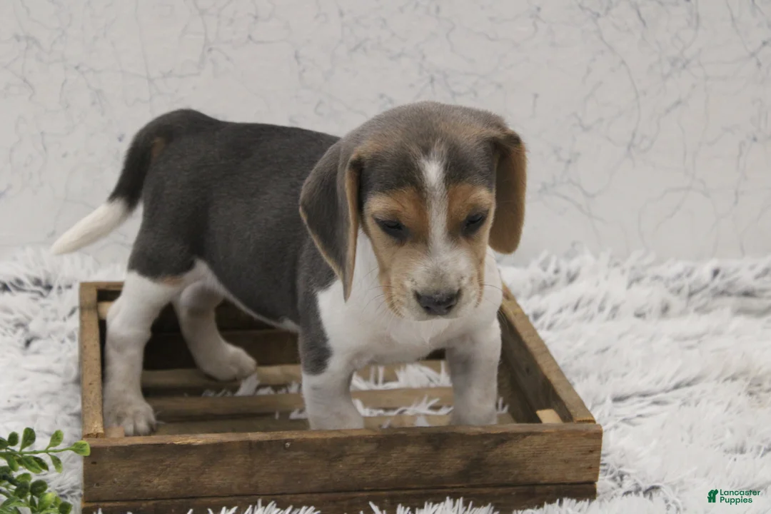 Beagle dogs for sale: Smoky - Ad 1