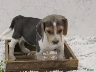 Beagle dogs for sale: Smoky - Ad 4