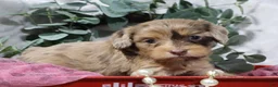 Cavapoo dogs for sale: Celine  - Ad 4