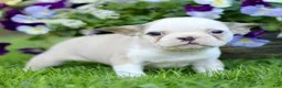 French Bulldog dogs for sale: Renee  - Ad 2