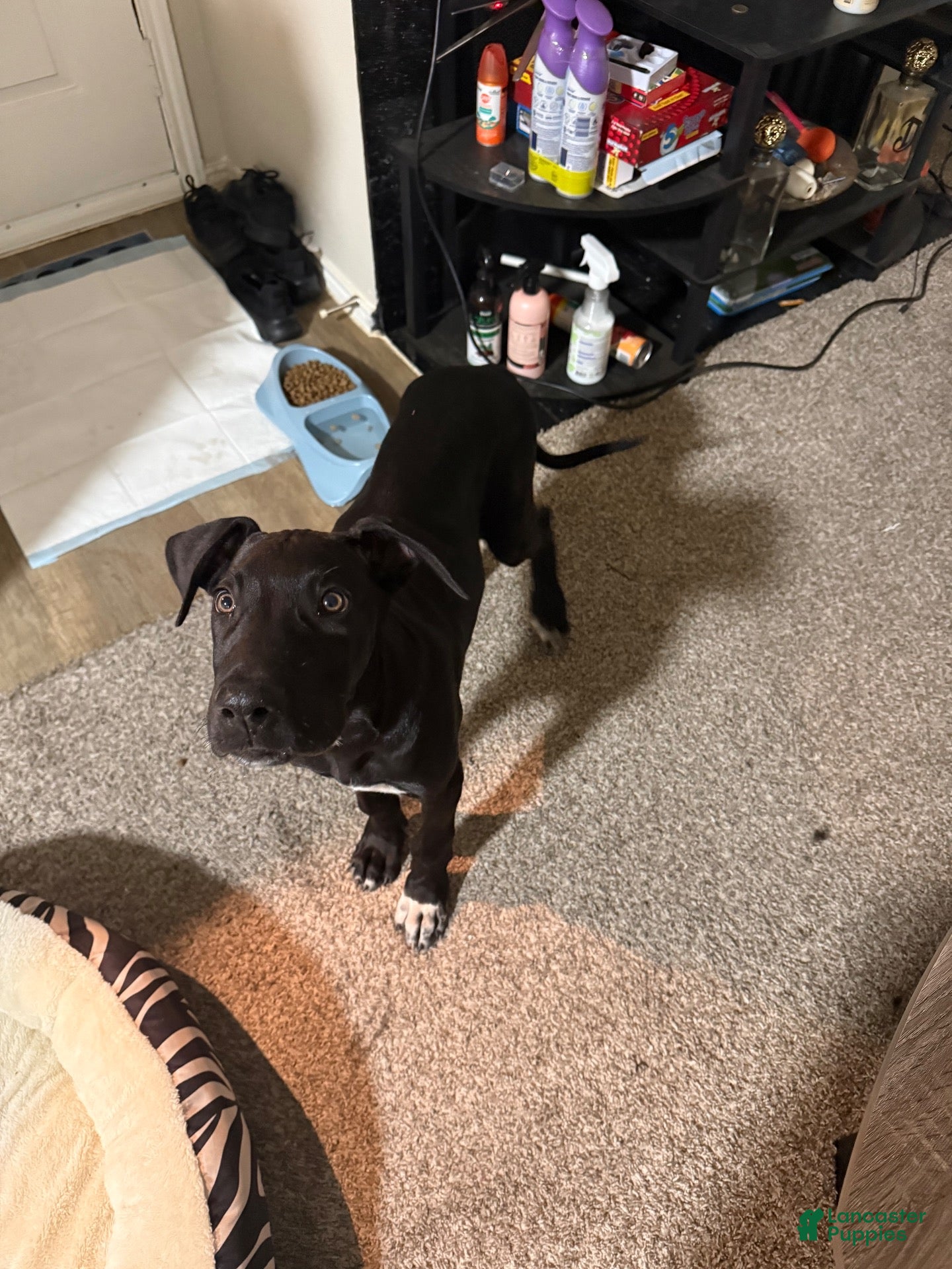 Great Dane dogs for sale: Jet - Ad 1