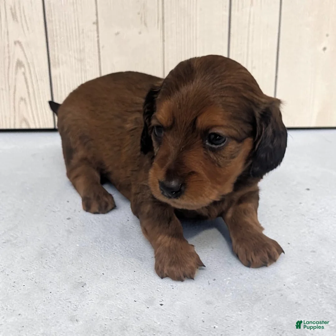 Miniature Dachshund dogs for sale: Bear - Ad 2