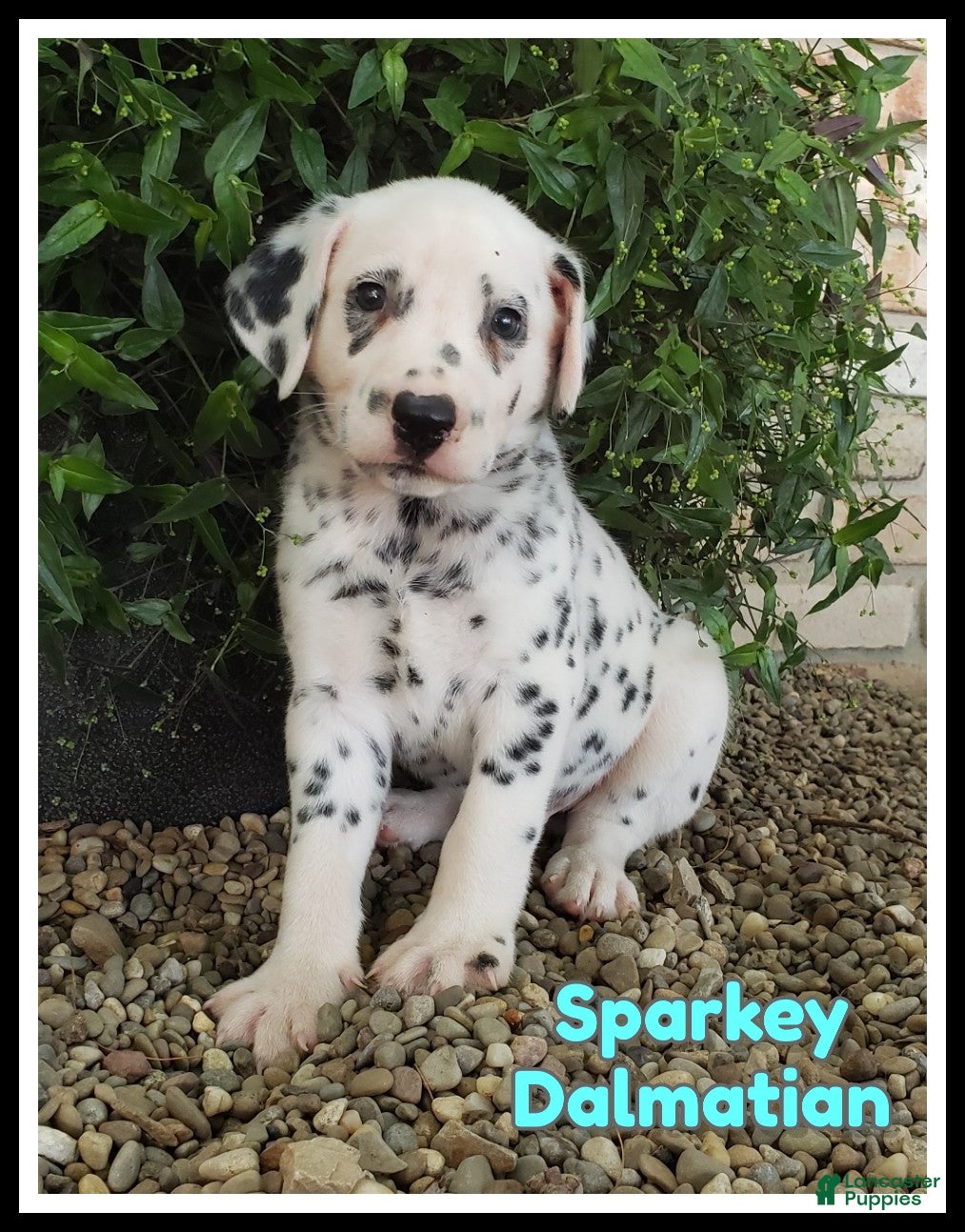 Dalmatian dogs Sparkey - Ad 1