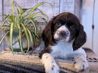 Cocker Spaniel dogs Ivy - Ad 13