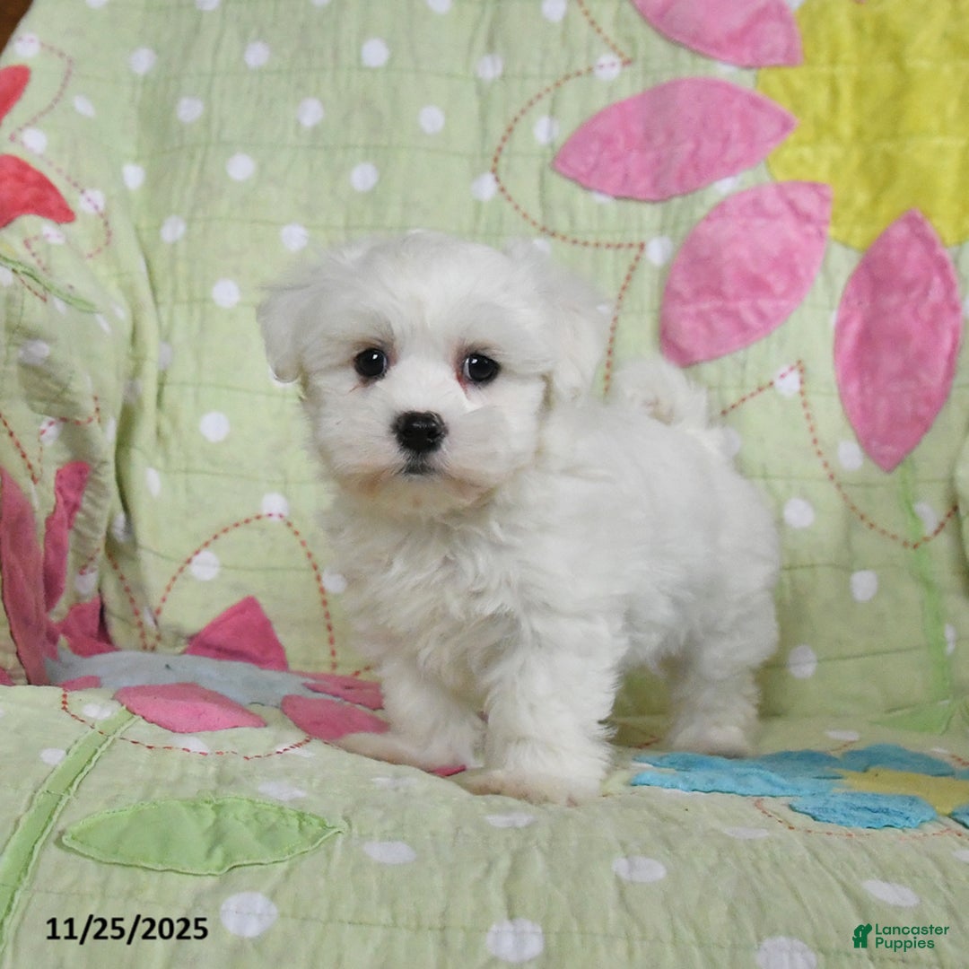 Maltese dogs for sale: Greg - Ad 1